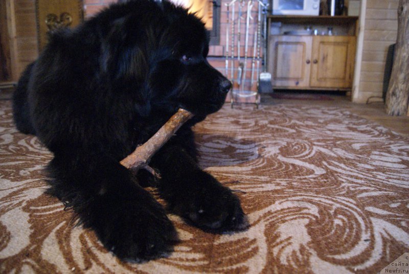 Фото: ньюфаундленд Sent Djons Optimus Prime (Сент Джонс Оптимус Прайм)