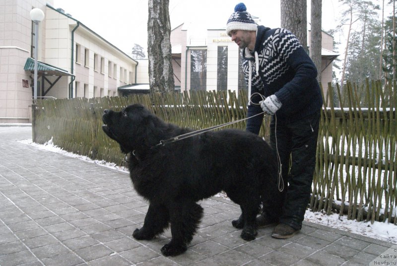 Фото: ньюфаундленд Sent Djons Optimus Prime (Сент Джонс Оптимус Прайм), Vladimir Pahnyuk (Владимир Пахнюк)