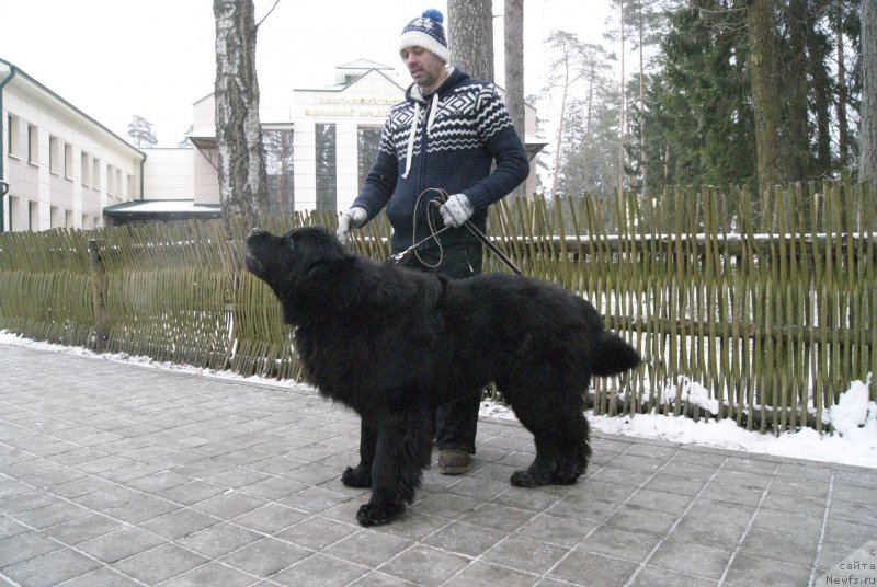 Фото: ньюфаундленд Sent Djons Optimus Prime (Сент Джонс Оптимус Прайм), Vladimir Pahnyuk (Владимир Пахнюк)