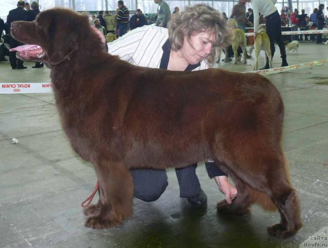 Фото: ньюфаундленд Joka Ona s Berega Dona (Ёка Она с Берега Дона)