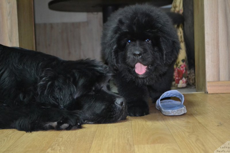 Фото: ньюфаундленд Talisman Morya Magiya Voln (Талисман Моря Магия Волн), ньюфаундленд Talisman Morya La-Valetta (Талисман Моря Ла-Валетта)