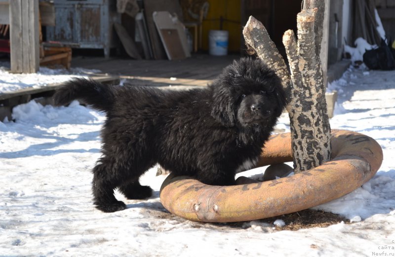 Фото: ньюфаундленд Talisman Morya La-Valetta (Талисман Моря Ла-Валетта)