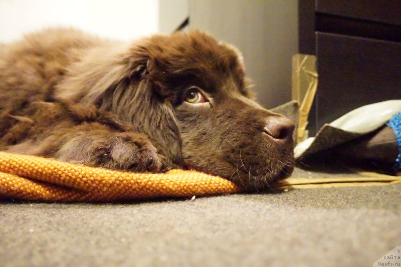 Фото: ньюфаундленд Funnewf Akvilon (Фанньюф Аквилон)