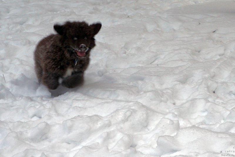 Фото: ньюфаундленд Funnewf Akvilon (Фанньюф Аквилон)