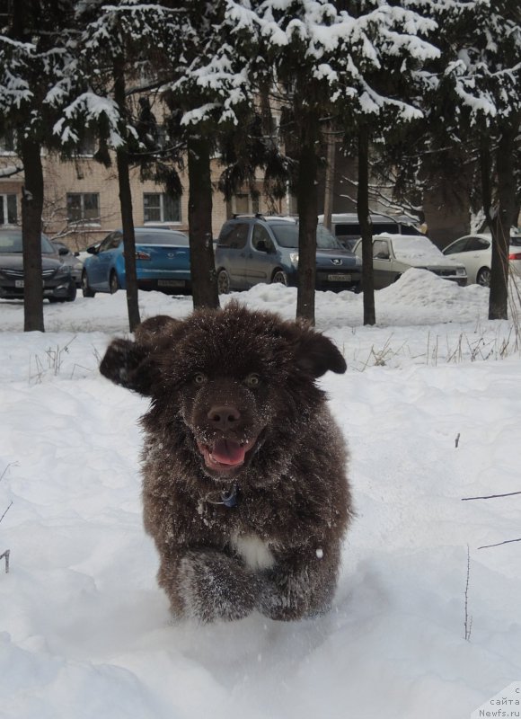 Фото: ньюфаундленд Funnewf Akvilon (Фанньюф Аквилон)