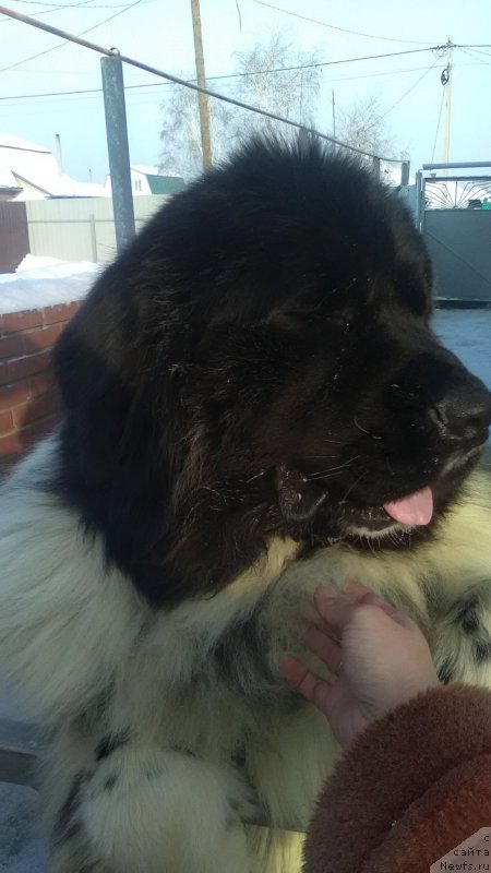 Фото: ньюфаундленд Vargas de la Massa Armando (Варгас Де Ла Масса Армандо)