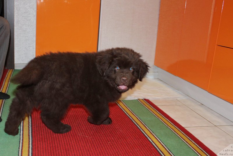 Фотография № 200584