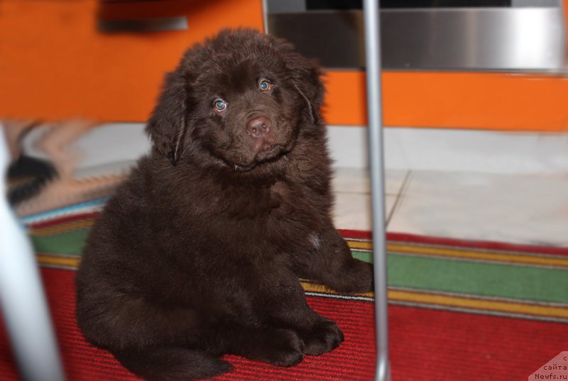 Фотография № 200585