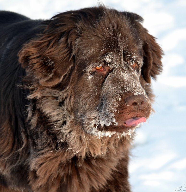 Фото: ньюфаундленд Van Len Taym CHilesta (Ван Лен Тайм Чилеста)