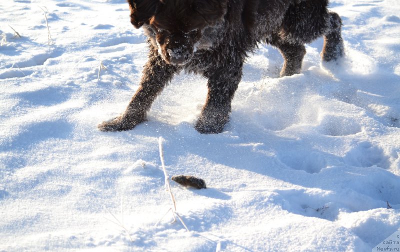 Фото: ньюфаундленд Van Len Taym CHilesta (Ван Лен Тайм Чилеста)