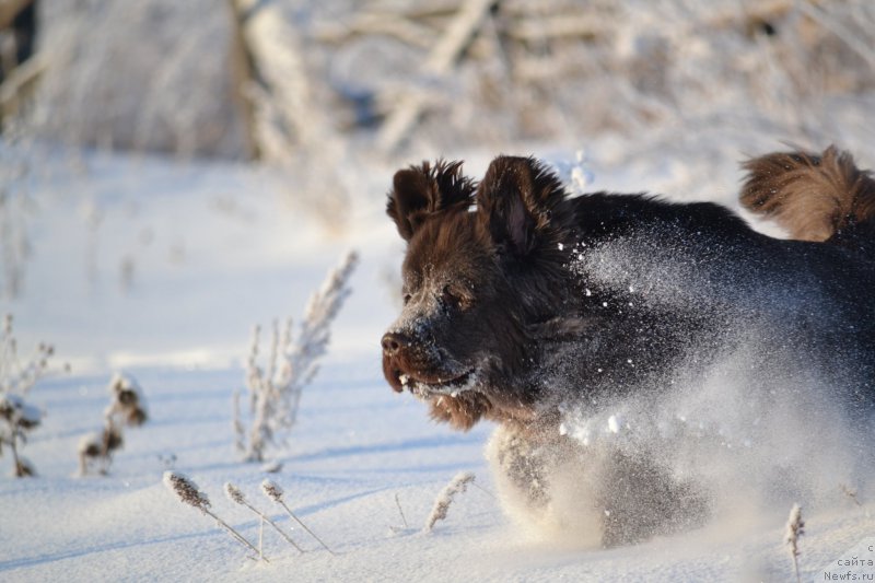 Фото: ньюфаундленд Van Len Taym CHilesta (Ван Лен Тайм Чилеста)