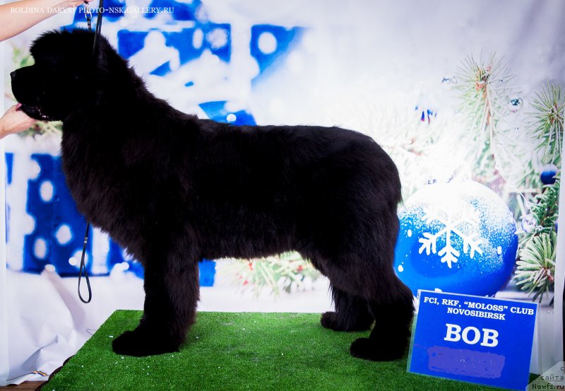 Фото: ньюфаундленд Aquatoriya Kelvin Bakkara (Акватория Келвин Баккара)