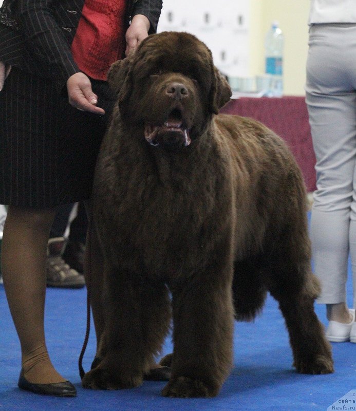 Фото: ньюфаундленд Plushevaya Panda Giorgio Beuerlu Hills (Плюшевая Панда Гиоргио Беуерлу Хиллс)