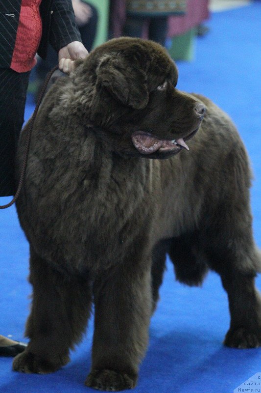 Фото: ньюфаундленд Plushevaya Panda Giorgio Beuerlu Hills (Плюшевая Панда Гиоргио Беуерлу Хиллс)