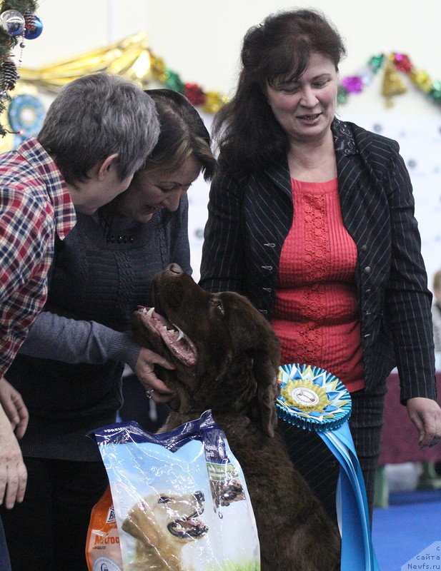 Фото: ньюфаундленд Plushevaya Panda Giorgio Beuerlu Hills (Плюшевая Панда Гиоргио Беуерлу Хиллс)