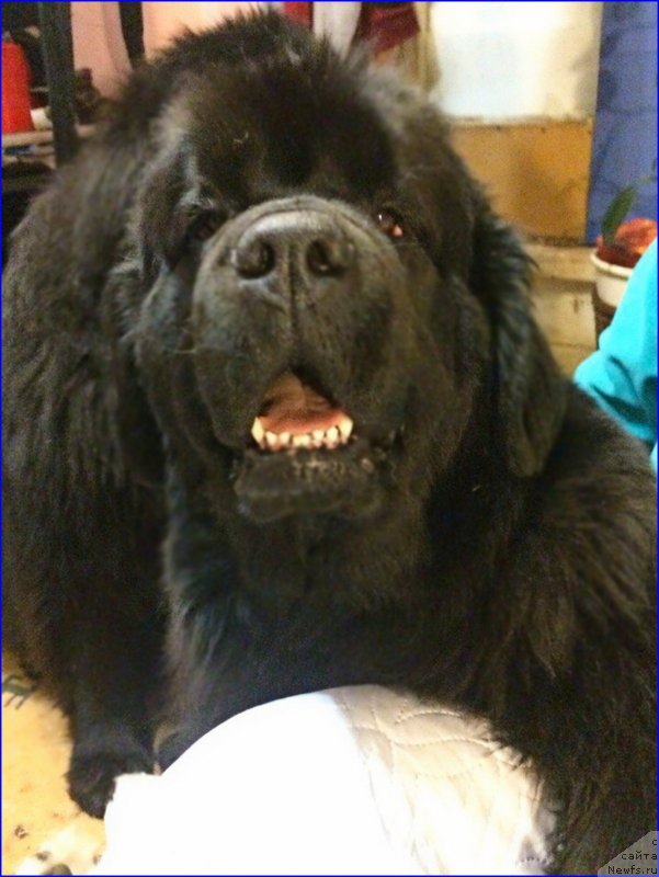 Фото: ньюфаундленд N'yufort Taym's Gold Aleksa (Ньюфорт Тайм'с Голд Алекса)