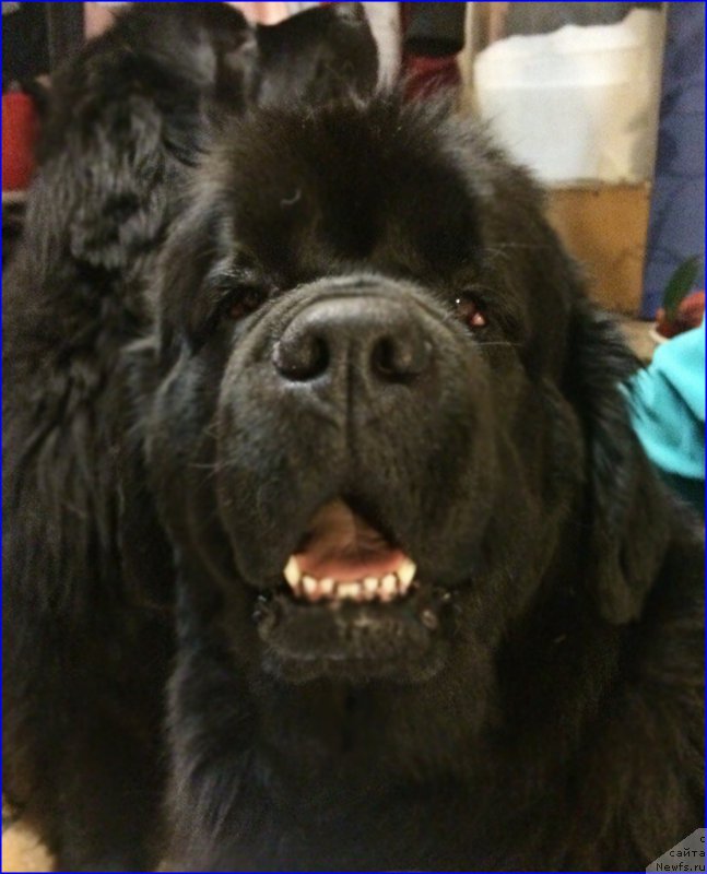 Фото: ньюфаундленд N'yufort Taym's Gold Aleksa (Ньюфорт Тайм'с Голд Алекса)