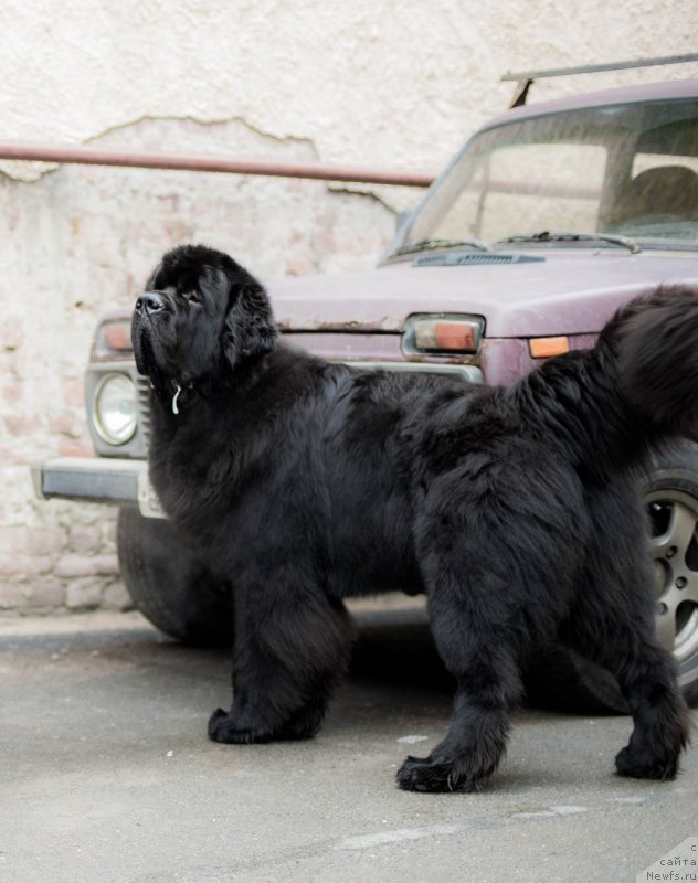 Фото: ньюфаундленд Smigar Liverpulsiy Chetvertak (Смигар Ливерпульский Четвертак)
