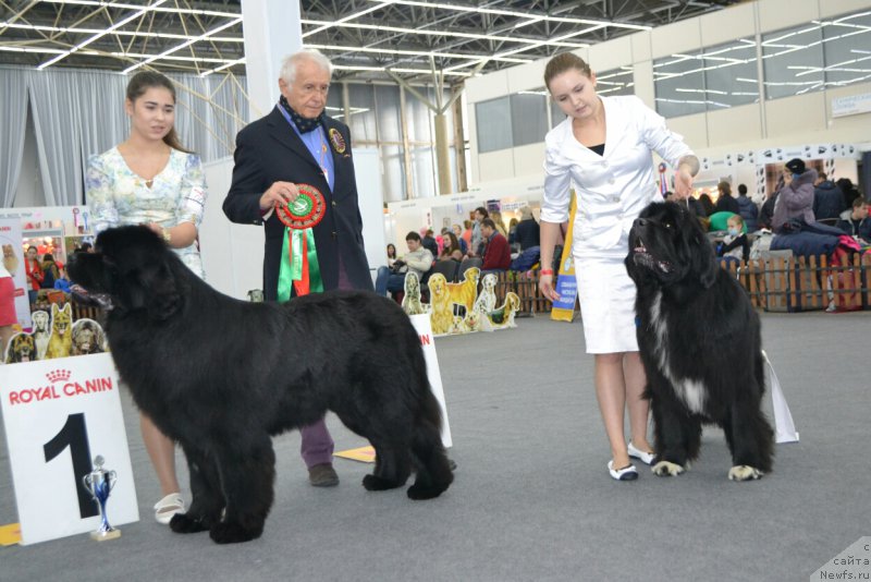 Фото: ньюфаундленд Aquatoriya Kelvin Avanturist (Акватория Келвин Авантюрист), ньюфаундленд Promise To Love Midnight Bear (Promise To Love Midnight Bear)