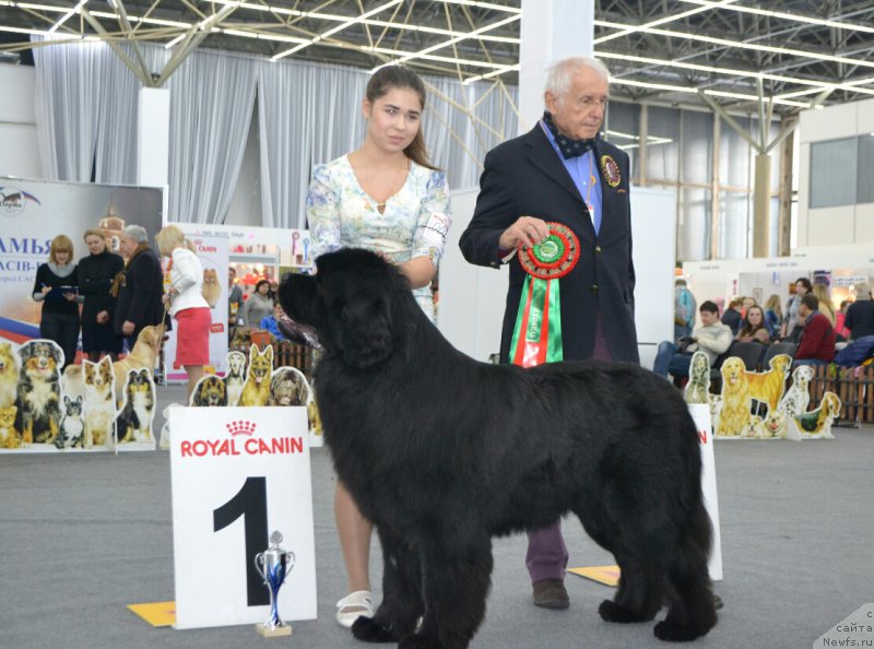 Фото: ньюфаундленд Aquatoriya Kelvin Avanturist (Акватория Келвин Авантюрист)