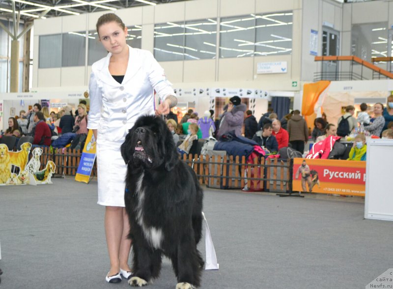 Фото: ньюфаундленд Promise To Love Midnight Bear (Promise To Love Midnight Bear)