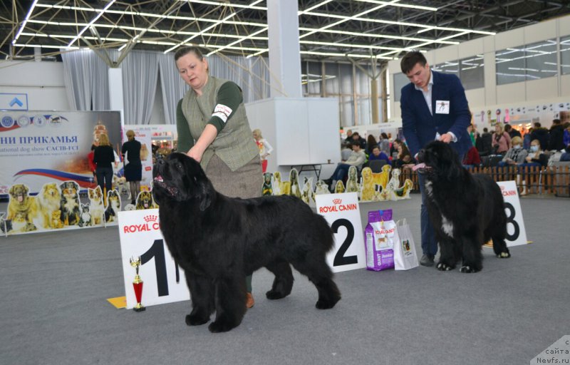 Фото: ньюфаундленд Aquatoriya Kelvin Yuse of Magic Spirit (Акватория Келвин Юз оф Мэджик Спирит), ньюфаундленд N'yufort Azet Abayya (Ньюфорт Азет Абайя)