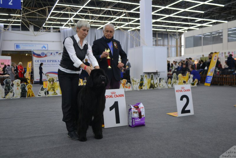 Фото: ньюфаундленд Plushevaya Panda Udivitelnaja Kejt (Плюшевая Панда Удивительная Кейт)