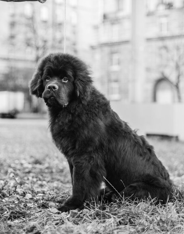 Фото: ньюфаундленд Belkonder-Club Jacobs Monarch (Белкондер-Клаб Якобс Монарх)