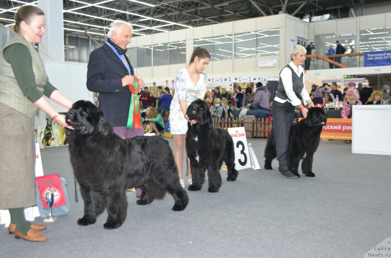 Фото: ньюфаундленд Aquatoriya Kelvin Yunique Malina Style (Акватория Келвин Юник Малина Стайл), ньюфаундленд Beguschaya po Volnam Frozen Beauty (Бегущая по Волнам Фрозен Веату), ньюфаундленд Plushevaya Panda Udivitelnaja Kejt (Плюшевая Панда Удивительная Кейт)