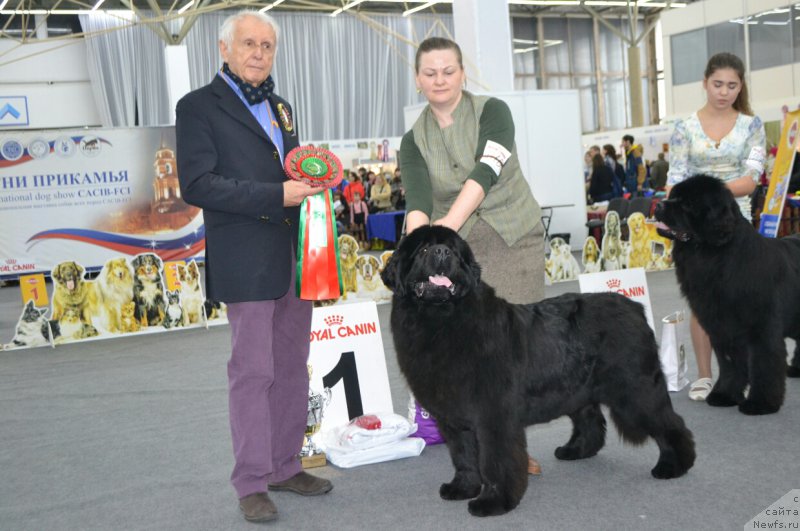 Фото: ньюфаундленд Aquatoriya Kelvin Yunique Malina Style (Акватория Келвин Юник Малина Стайл)