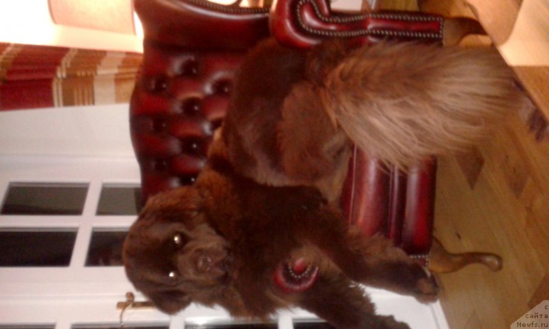 Фото: ньюфаундленд Nobl King May Lord Simba (Нобл Кинг Май Лорд Симба)