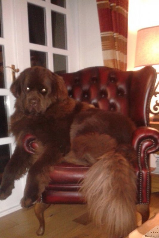 Фото: ньюфаундленд Nobl King May Lord Simba (Нобл Кинг Май Лорд Симба)