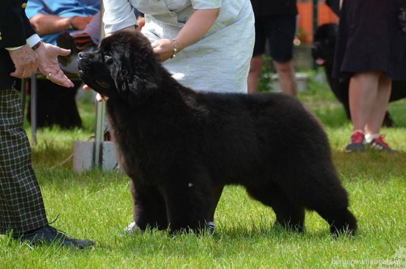 Фото: ньюфаундленд She is  Father's Favourite Midnight Bear