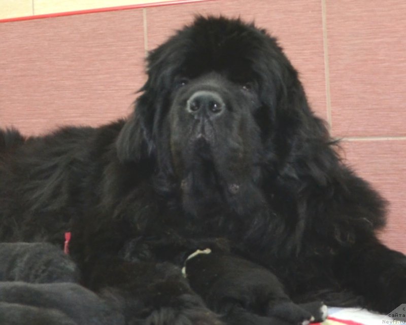 Фото: ньюфаундленд She is  Father's Favourite Midnight Bear