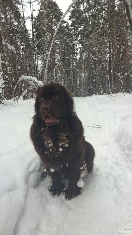 Фото: ньюфаундленд Brownblood MSK Zhanara Haya (Браунблад МСК Жанара Хайя)