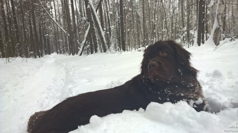 Фото: ньюфаундленд Brownblood MSK Zhanara Haya (Браунблад МСК Жанара Хайя)