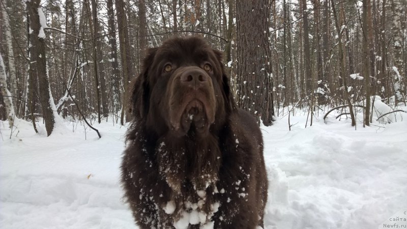 Фото: ньюфаундленд Brownblood MSK Zhanara Haya (Браунблад МСК Жанара Хайя)