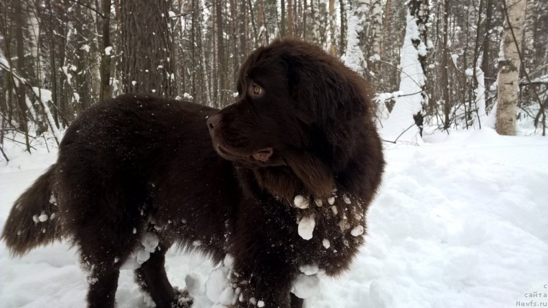 Фото: ньюфаундленд Brownblood MSK Zhanara Haya (Браунблад МСК Жанара Хайя)