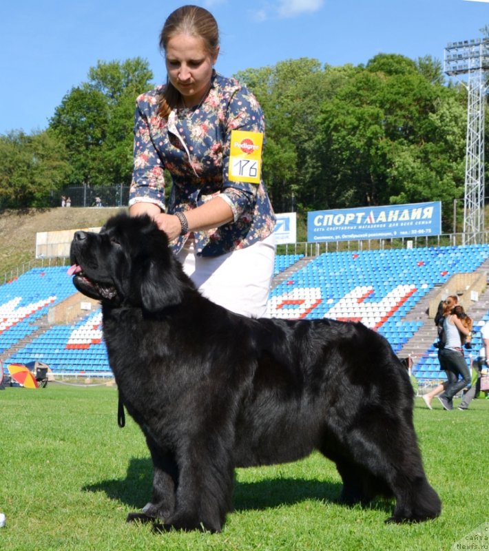 Фото: ньюфаундленд Newflame of Love Midnight Bear, Anastasiya Zalivako (Анастасия Заливако)