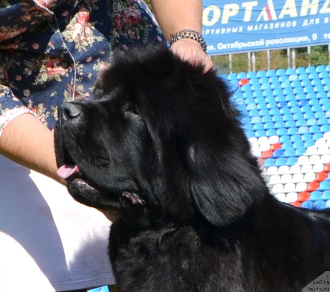 Фото: ньюфаундленд Newflame of Love Midnight Bear, Anastasiya Zalivako (Анастасия Заливако)