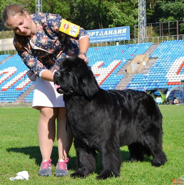Фото: ньюфаундленд Newflame of Love Midnight Bear, Anastasiya Zalivako (Анастасия Заливако)