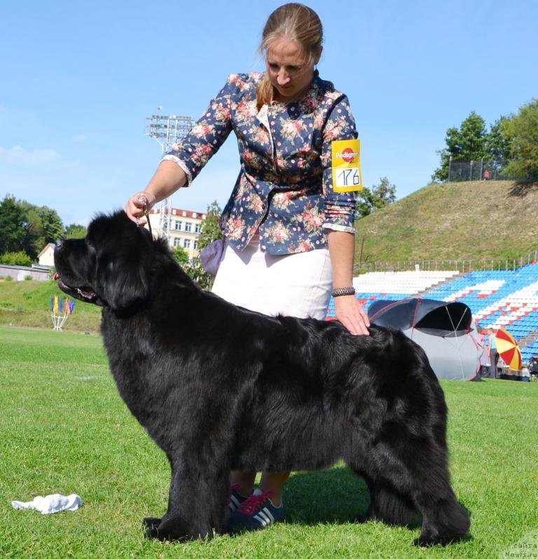 Фото: ньюфаундленд Newflame of Love Midnight Bear, Anastasiya Zalivako (Анастасия Заливако)