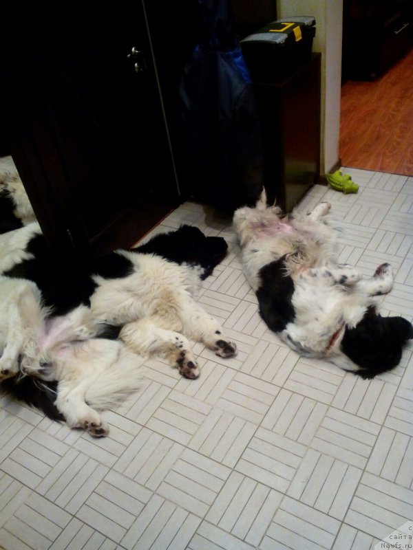 Фото: ньюфаундленд Sent Djons Viva Viktoria (Сент Джонс Вива Виктория), ньюфаундленд Super Bizon Maestro (Супер Бизон Маэстро)