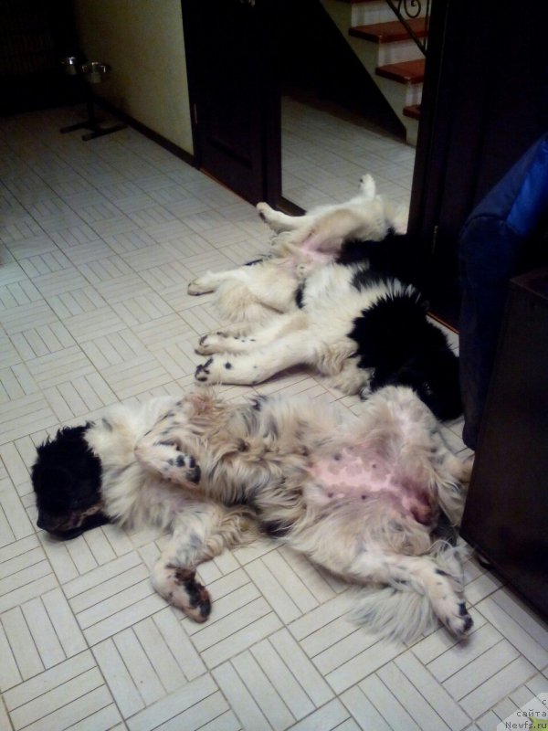 Фото: ньюфаундленд Sent Djons Viva Viktoria (Сент Джонс Вива Виктория), ньюфаундленд Super Bizon Maestro (Супер Бизон Маэстро)