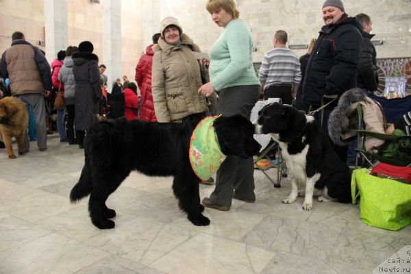 Фото: ньюфаундленд P'er Livi (Пьер Ливи)