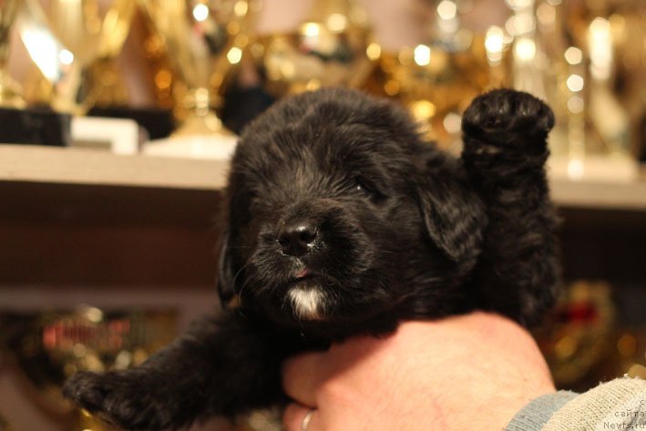 Фото: ньюфаундленд Zolotoj Zapas s Berega Dona (Золотой Запас с Берега Дона)