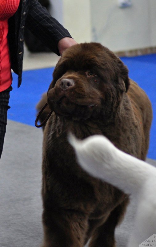 Фото: ньюфаундленд Plushevaya Panda Giorgio Beuerlu Hills (Плюшевая Панда Гиоргио Беуерлу Хиллс)