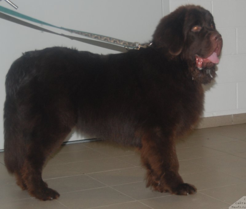 Фото: ньюфаундленд Brownblood MSK Zhani Osher (Браунблад МСК Жани Ошер)