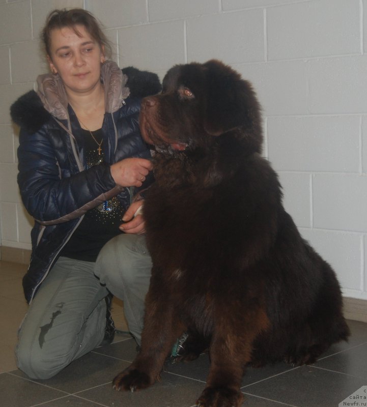 Фото: ньюфаундленд Brownblood MSK Zhani Osher (Браунблад МСК Жани Ошер)