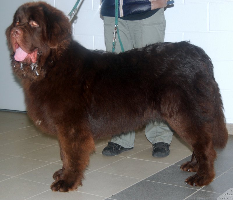 Фото: ньюфаундленд Brownblood MSK Zhani Osher (Браунблад МСК Жани Ошер)